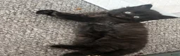 Mixed Breed cats for sale: Fluffiest kittens available  - Advert 6