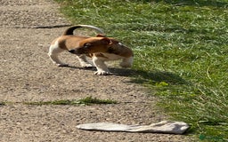 Jack Russell dogs for sale: Minature short haired Jack Russell puppys - Image 5