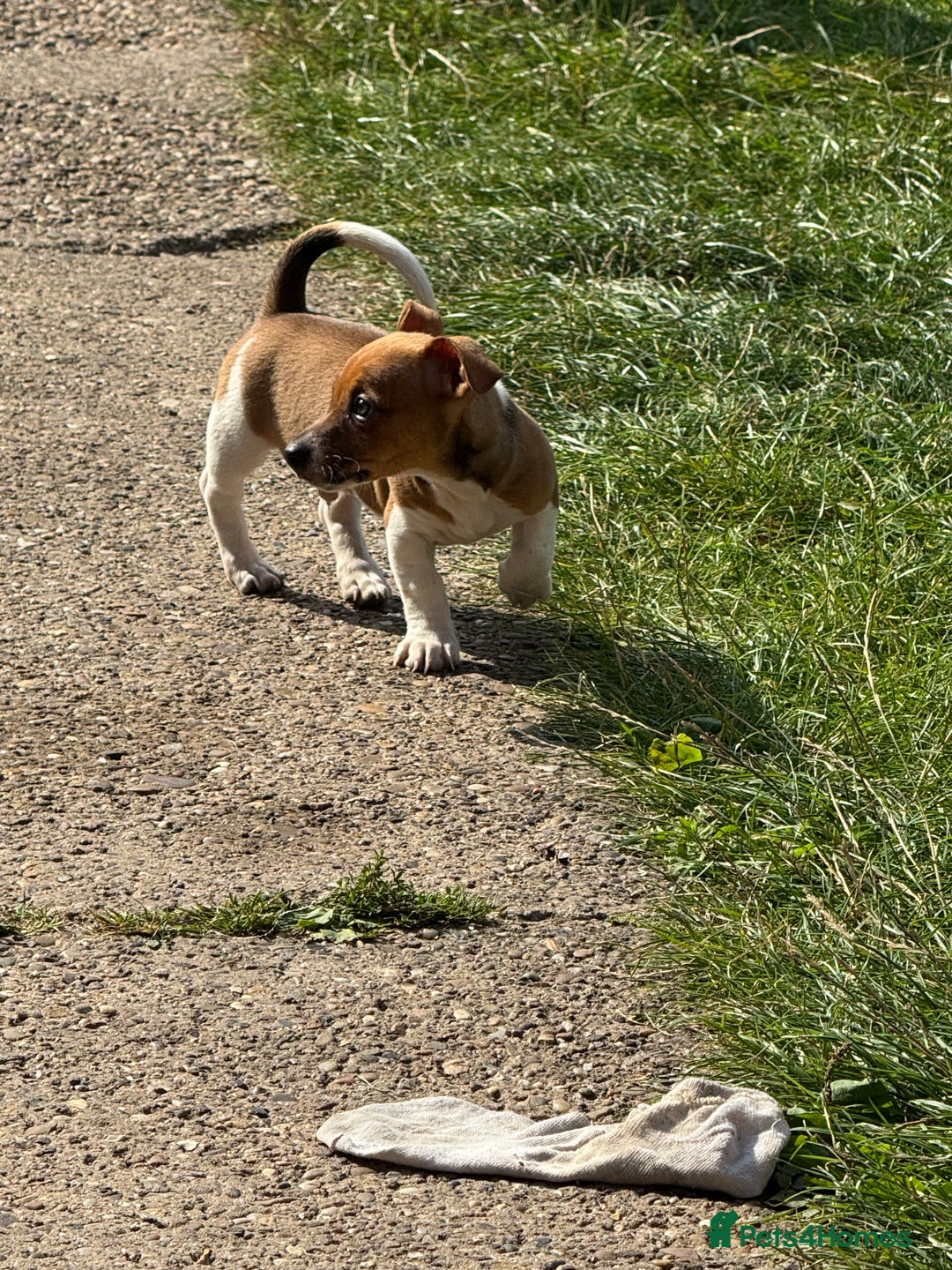 Jack Russell dogs for sale: Minature short haired Jack Russell puppys - Image 5