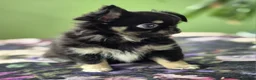 Chihuahua dogs for sale: Amazing Tiny Longcoat Chihuahua Puppies - Advert 32