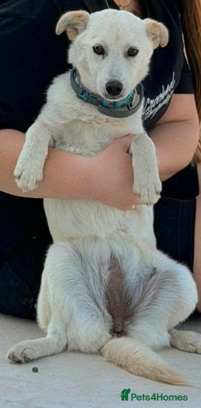 Mixed Breed dogs Candy needs a loving home  - Advert 2