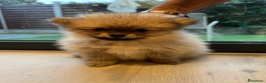 Pomeranian Puppy 1