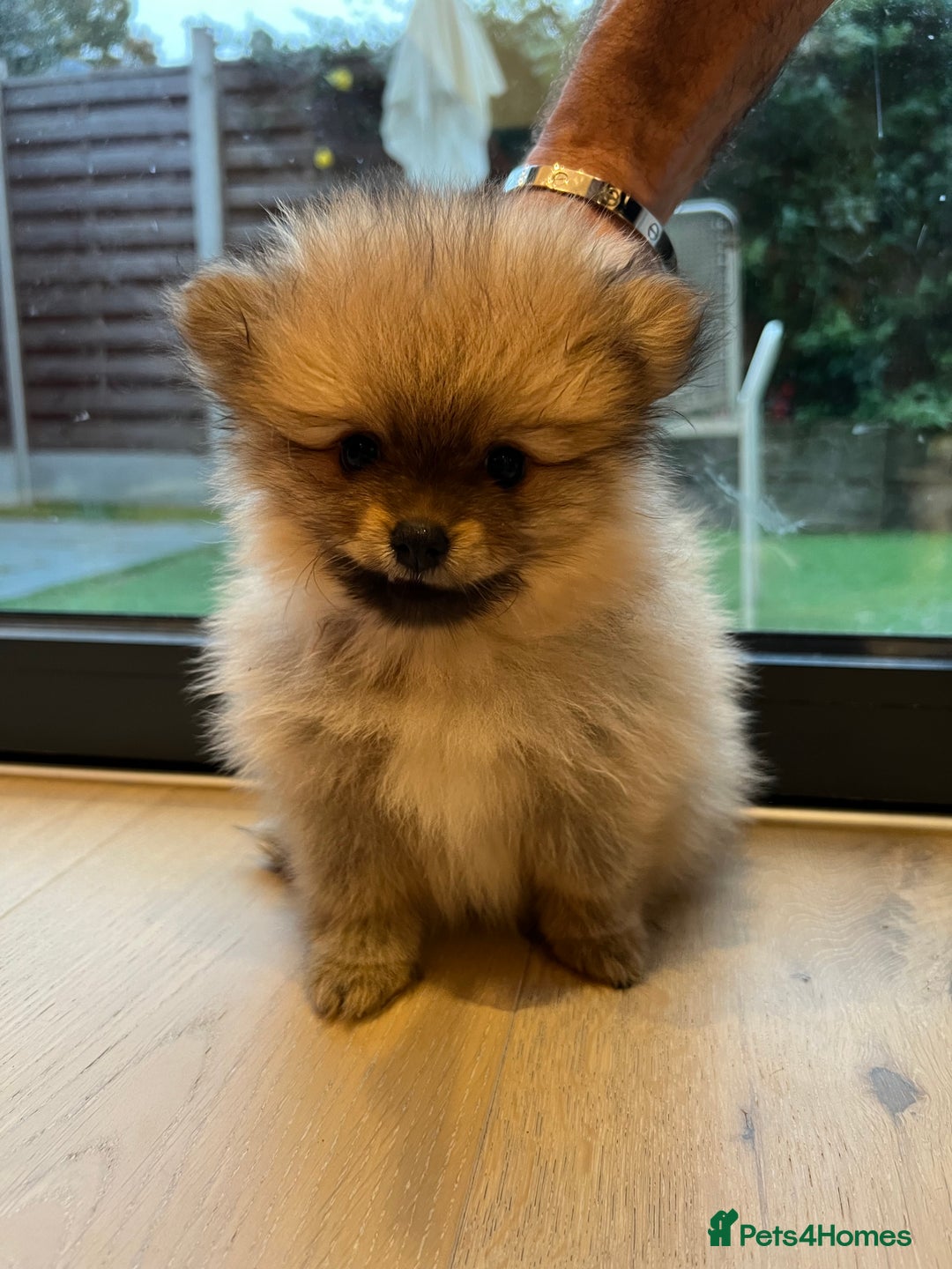 Pomeranian dogs for sale: Two 8 week old Pomeranian puppies  - Image 1