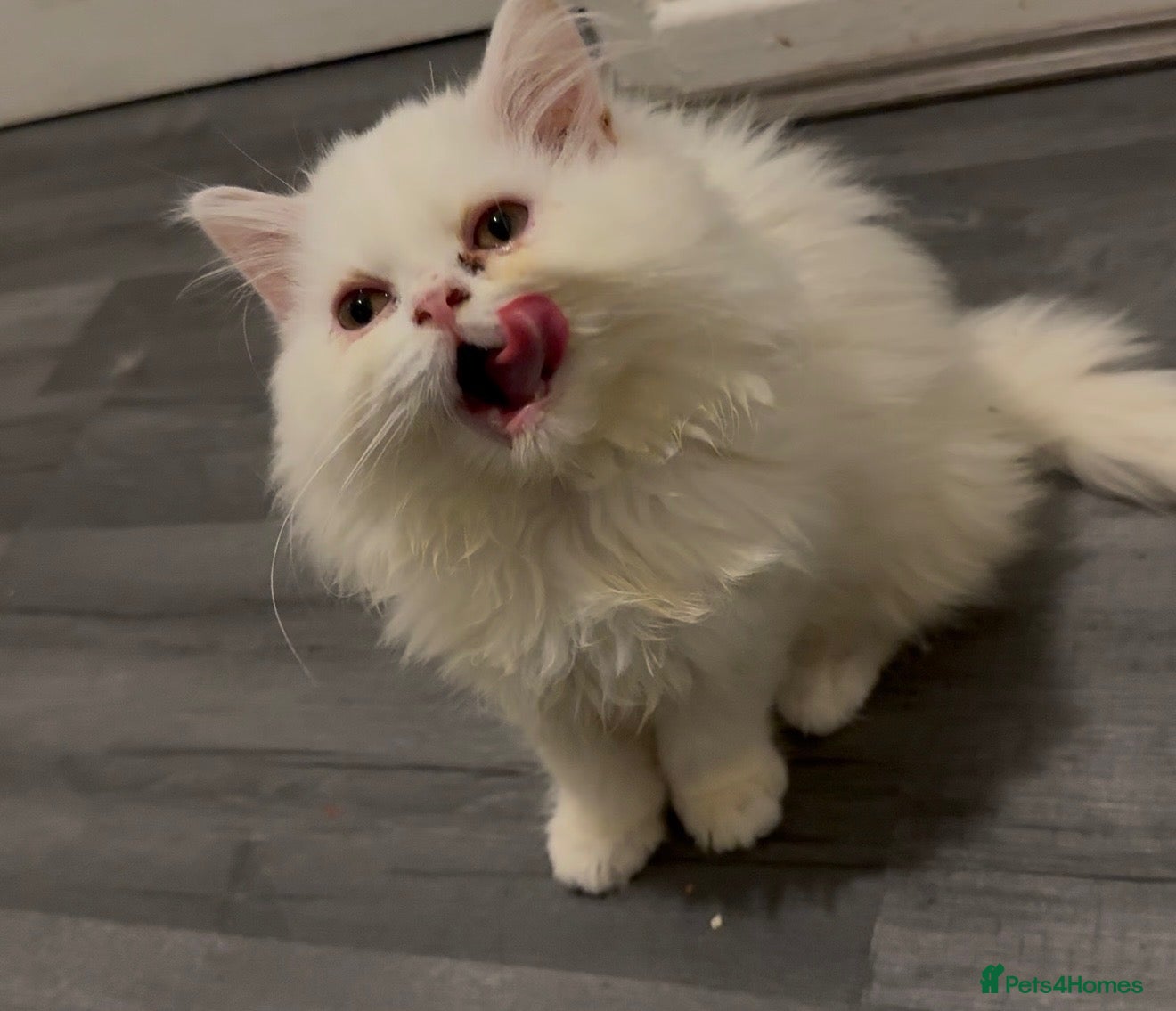 Persian cats Male white Persian chinchilla  - Advert 5