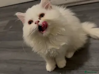 Persian cats Male white Persian chinchilla - Advert 5