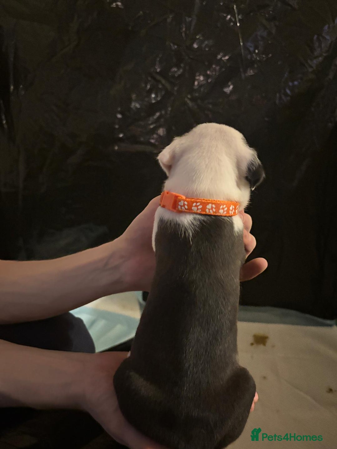 Mixed Breed dogs for sale: American bull staff - Image 2