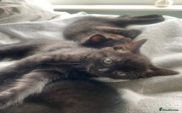 British Shorthair cats for sale: Cross British short hair kittens  - Image 1