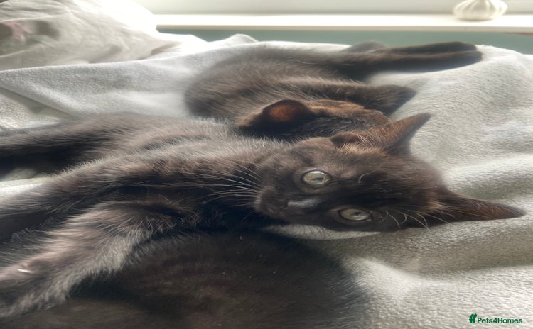 British Shorthair cats - Advert 12