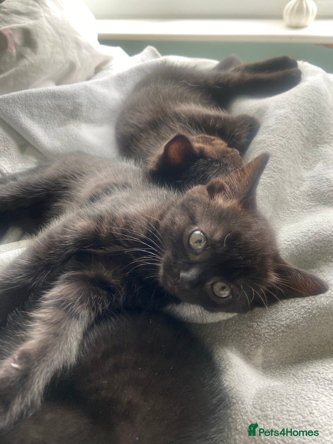 British Shorthair cats for sale: Cross British short hair kittens  - Image 1