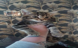 Mixed Breed cats for sale: 3 beautiful little girls ready for loving homes.  - Image 3