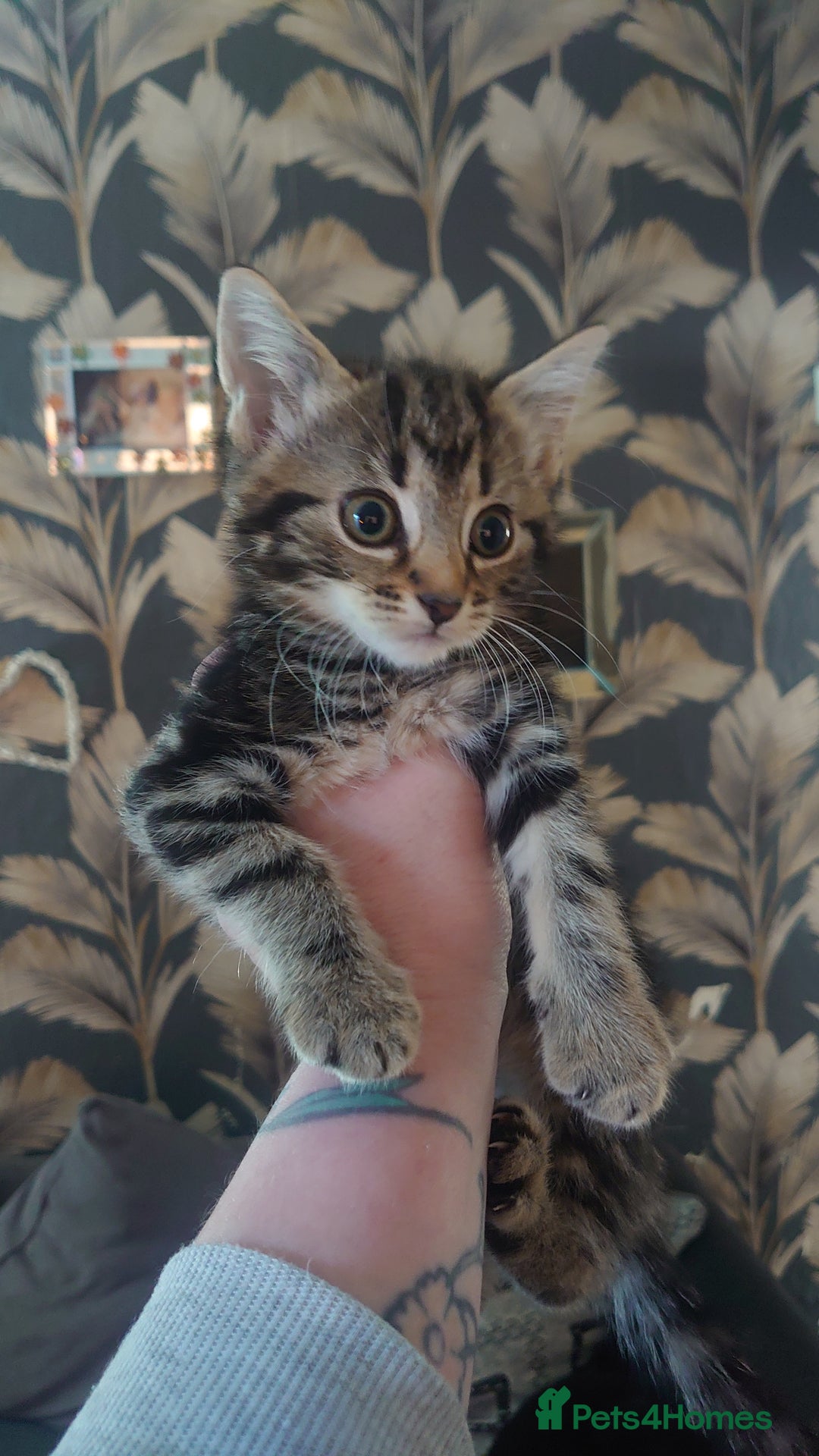 Mixed Breed cats for sale: 3 beautiful little girls ready for loving homes.  - Image 3