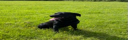 Labrador Retriever dogs for stud: Fully Health Tested Stunning Black Labrador Stud in Tewkesbury - Advert 5