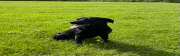 Labrador Retriever dogs for stud: Fully Health Tested Stunning Black Labrador Stud in Tewkesbury - Advert 5
