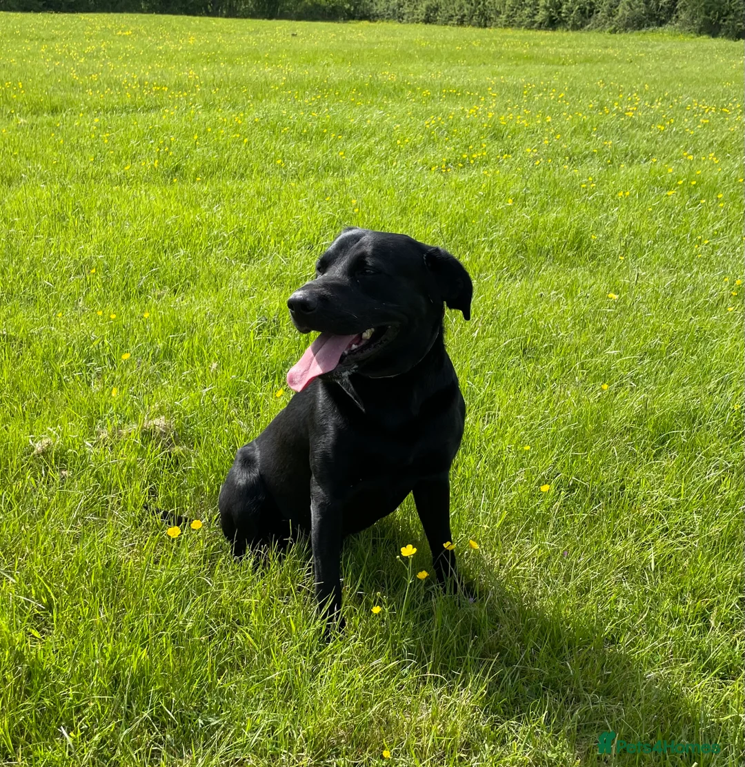 Labrador Retriever dogs for stud: Fully Health Tested Stunning Black Labrador Stud in Tewkesbury - Advert 5
