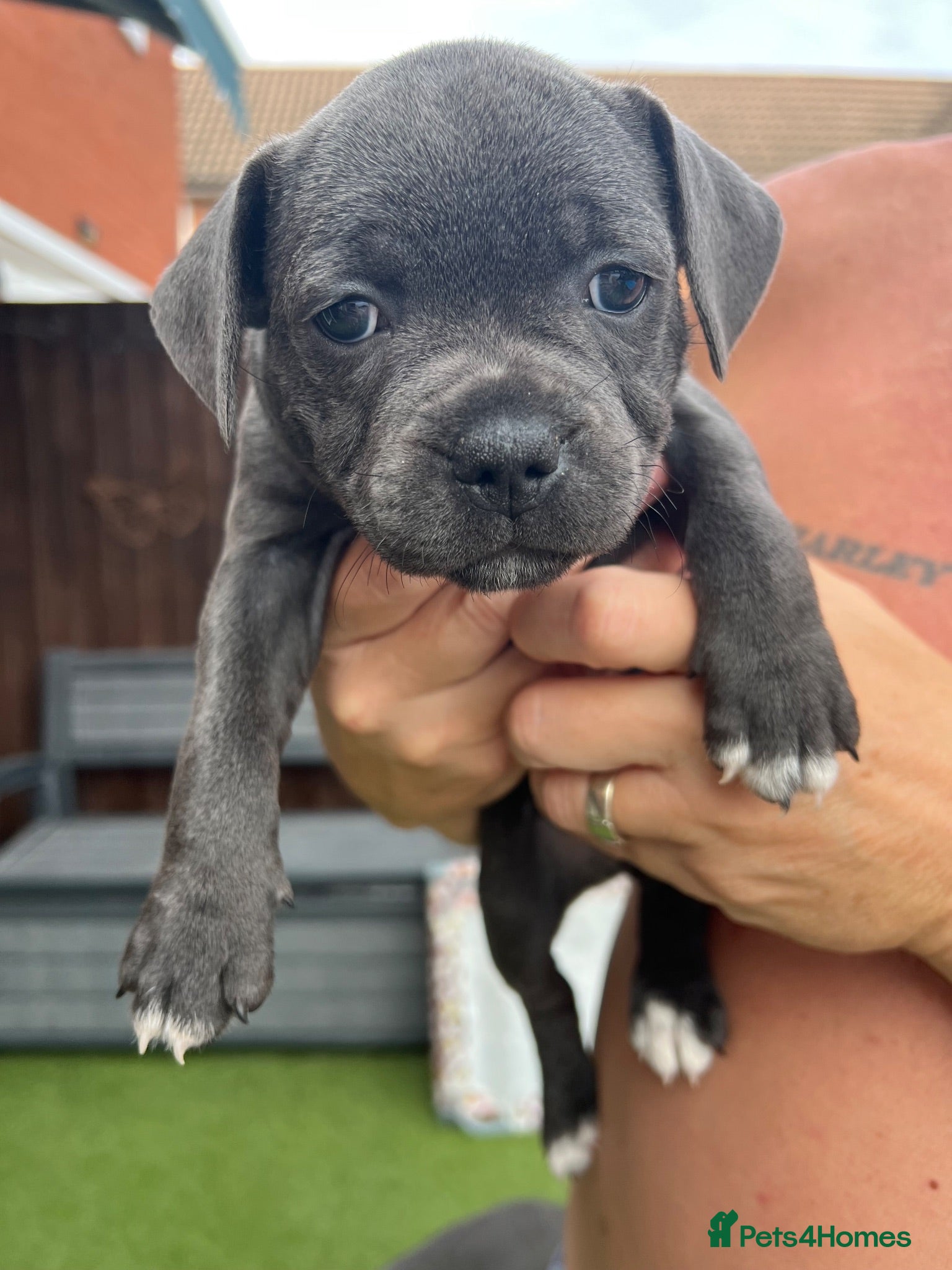 Staffordshire Bull Terrier dogs Stunning KC registered Staffy puppies 💙💙🩷🩷🩷 - Advert 2