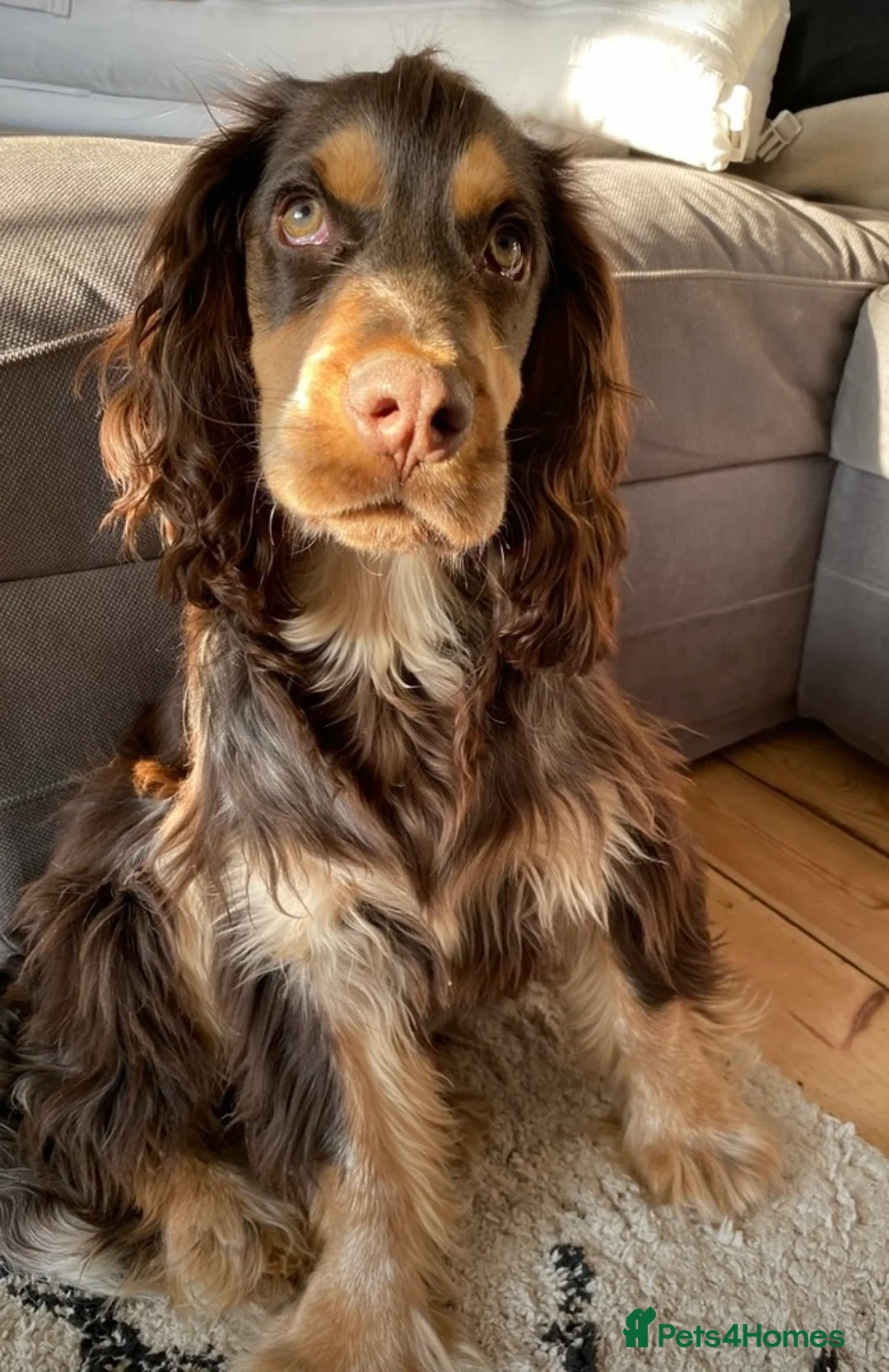 Cocker Spaniel dogs for stud: PROVEN Cocker Spaniel-Chocolate Sable DNA TESTED in Henlow - Advert 10