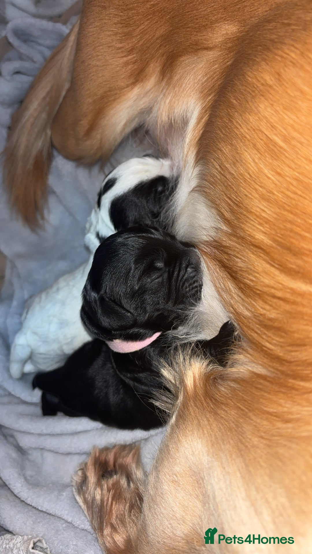 Cocker Spaniel dogs for sale: Cockers for sale  - Advert 5