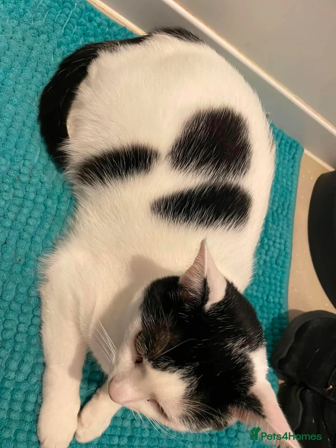 Mixed Breed cats for sale: ** Rescues cats looking for furever home ** - Advert 2