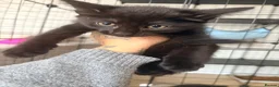 Mixed Breed cats for sale: 4 Gorgeous Kittens  - Advert 5