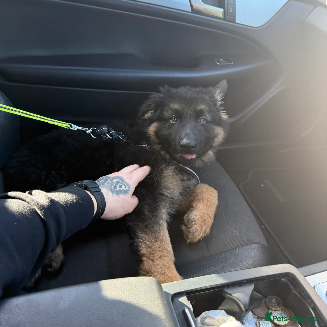 German Shepherd dogs for sale: German shepherd puppy in Gosport - Advert 8