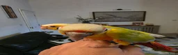 Conures birds for sale: Handreared Tame Conures - Advert 6