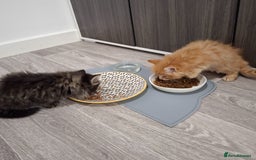 Maine Coon cats for sale: Absolutely Stunning Part Maine Coon Kittens - Advert 16