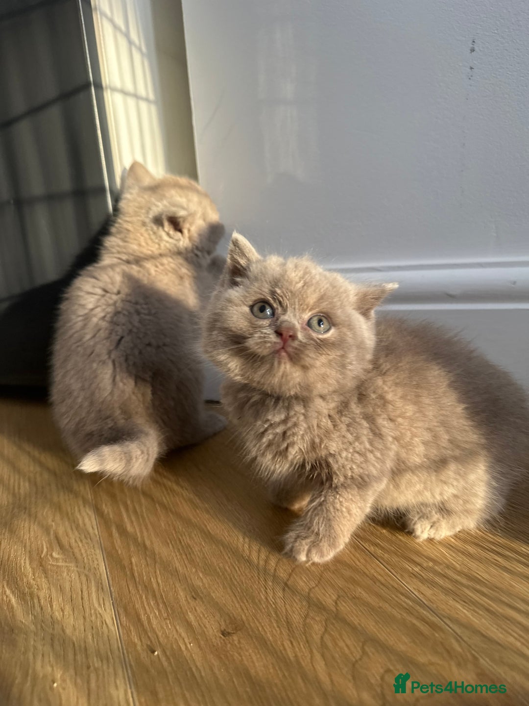 British Shorthair cats for sale: 🌈🌈😍😍Stunning Pure Pedigree Litter BSH ❤️❤️🌈🌈 - Advert 8