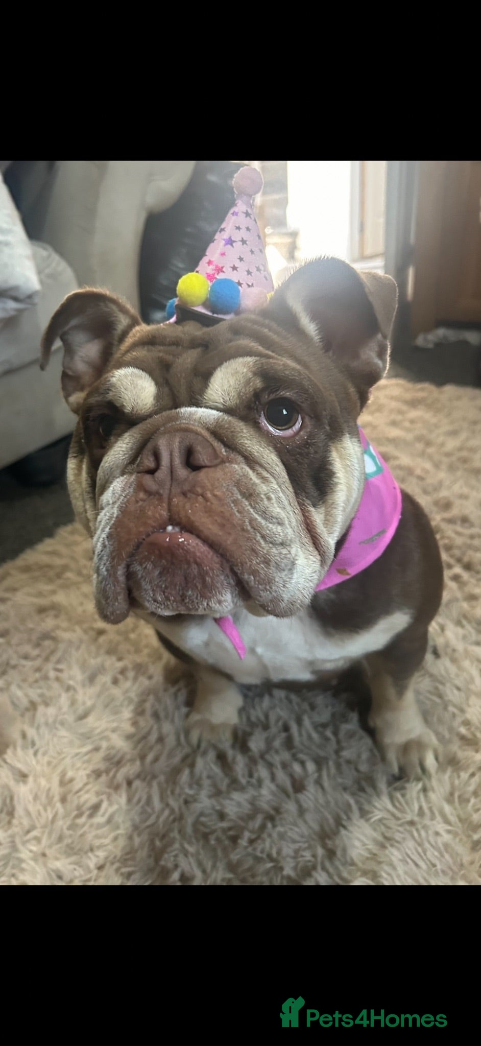 English Bulldog dogs Luna 3 year old English bulldog  - Advert 1