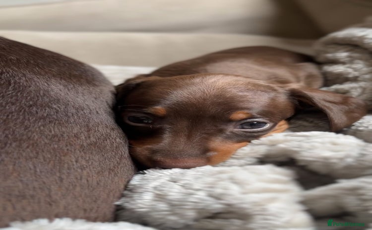 Miniature Dachshund dogs - Advert 3