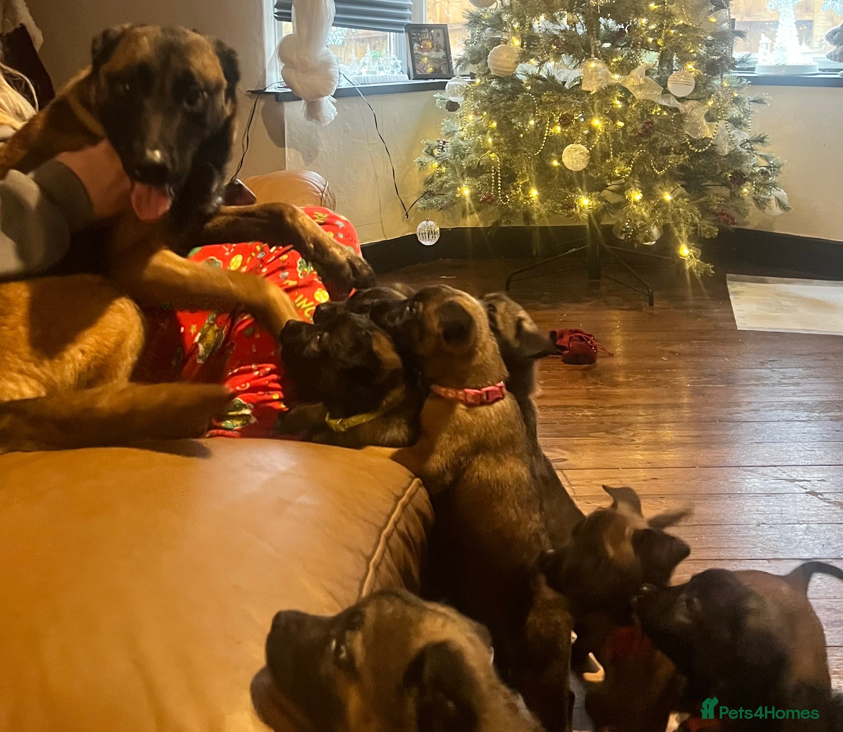 Mixed Breed dogs Belgium Shepherd mix breed - Advert 4