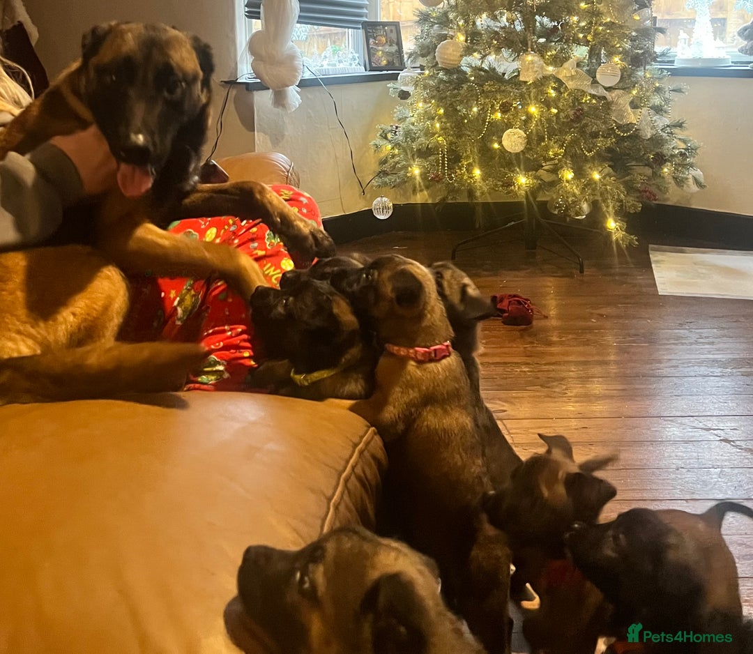 Mixed Breed dogs for sale: Belgium Shepherd mix breed - Advert 1