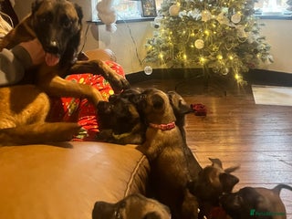 Mixed Breed dogs Belgium Shepherd mix breed - Advert 3