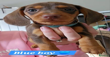 Miniature Dachshund dogs - Advert 7