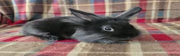 Mixed Breed rabbits for sale: READY TO LRAVE NOW!  - Advert 2