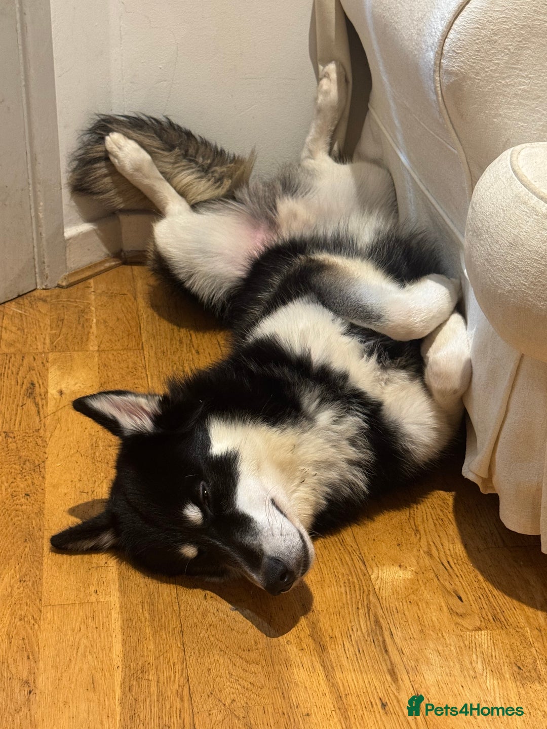 Mixed Breed dogs for sale: Meet Sparks - Image 12