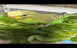 Budgerigars birds for sale: Babies & -Adult Budgies  in Ebbw Vale - Image 2