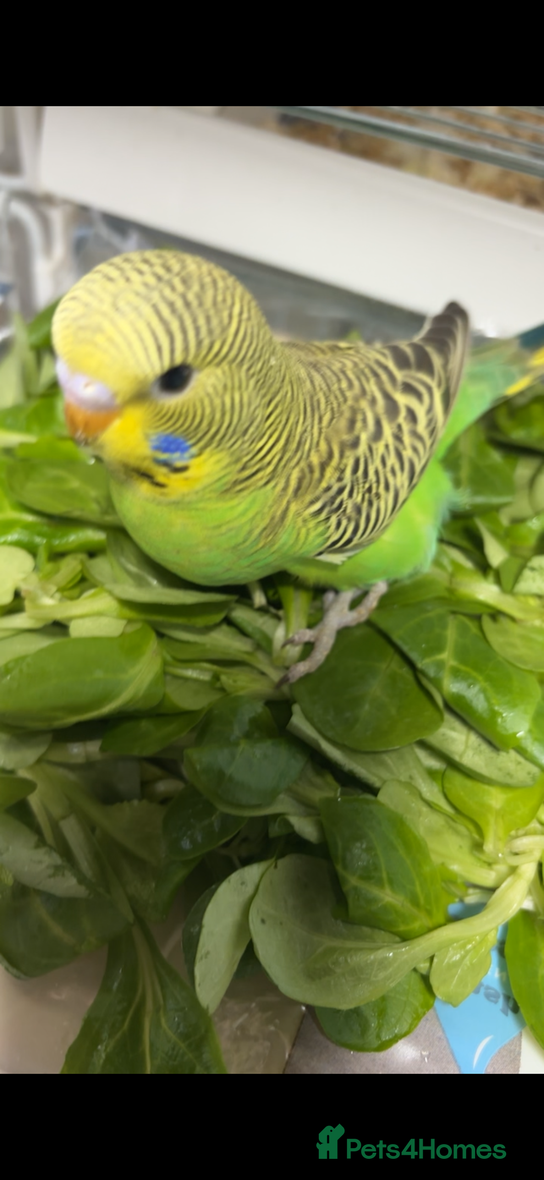 Budgerigars birds for sale: Babies & -Adult Budgies  in Ebbw Vale - Image 2