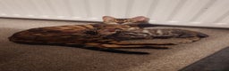 Bengal cats for sale: Stunning TICA registered Bengal boys! - Advert 7