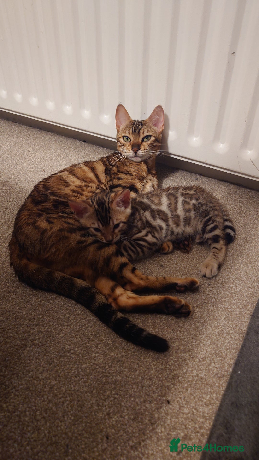 Bengal cats for sale: Stunning TICA registered Bengal boys! - Advert 7