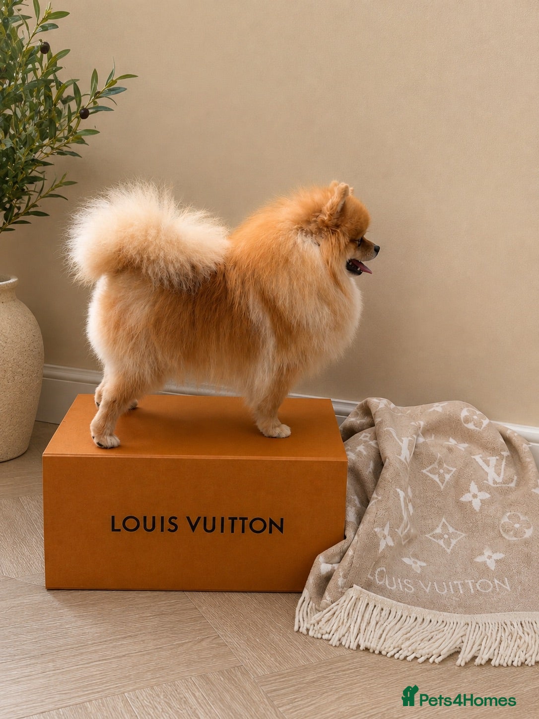 Pomeranian dogs STUD Show quality Pomeranian  - Advert 1