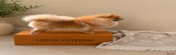 Pomeranian dogs for stud: STUD Show quality Pomeranian  - Advert 1