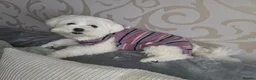 Maltese dogs for sale: Fabulously gorgeous maltese in Stevenage - Advert 32