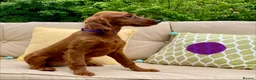 Irish Setter dogs for sale: Kennel Club Irish Setter Puppies  - Advert 18