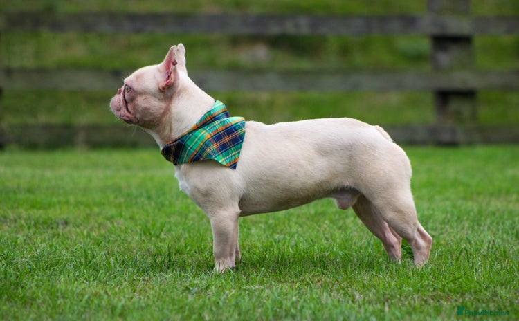 French Bulldog dogs - Advert 2