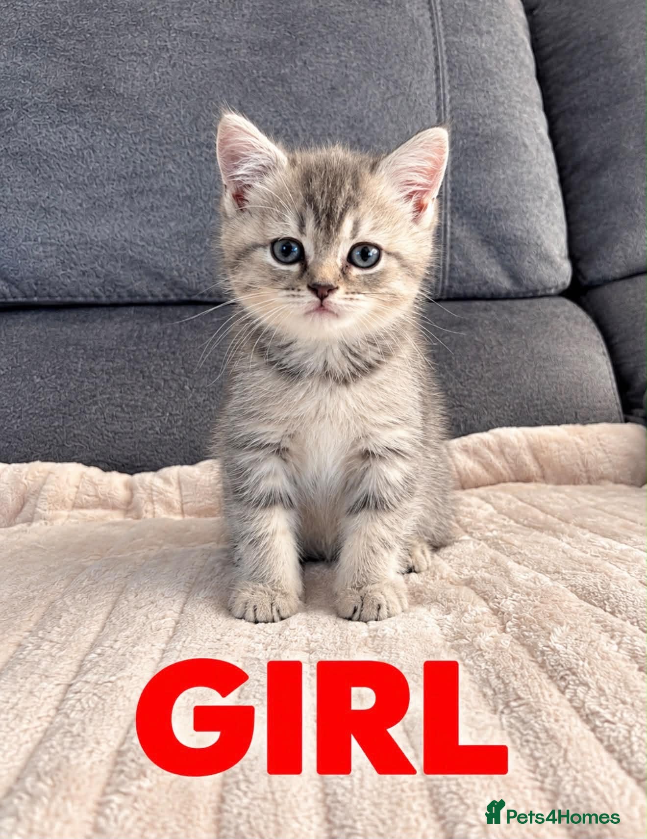 British Shorthair cats Gorgeous British Shorthair Silver Tabby Kittens - Advert 12