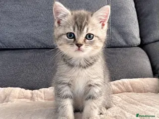 British Shorthair cats Gorgeous British Shorthair Silver Tabby Kittens - Advert 1