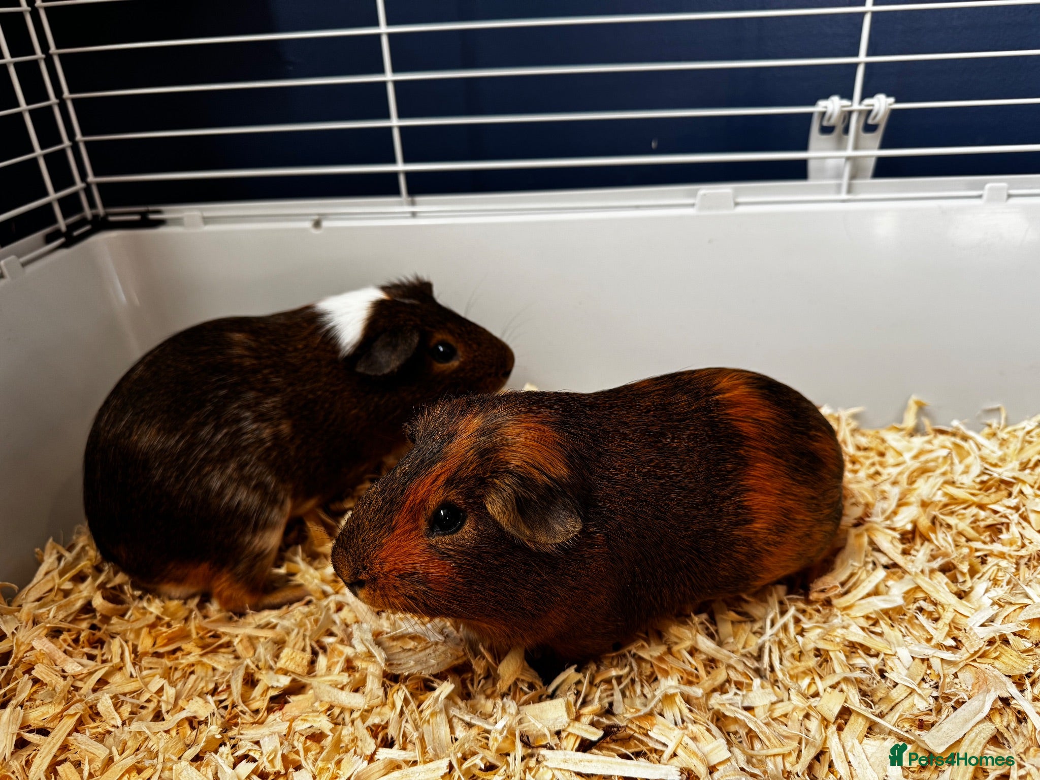 Guinea Pig rodents 2 Bonded Male Guinea Pigs + Full Setup & Extras - Advert 2