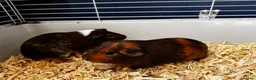 Guinea Pig rodents for sale: 2 Bonded Male Guinea Pigs + Full Setup & Extras in Oswestry - Advert 2
