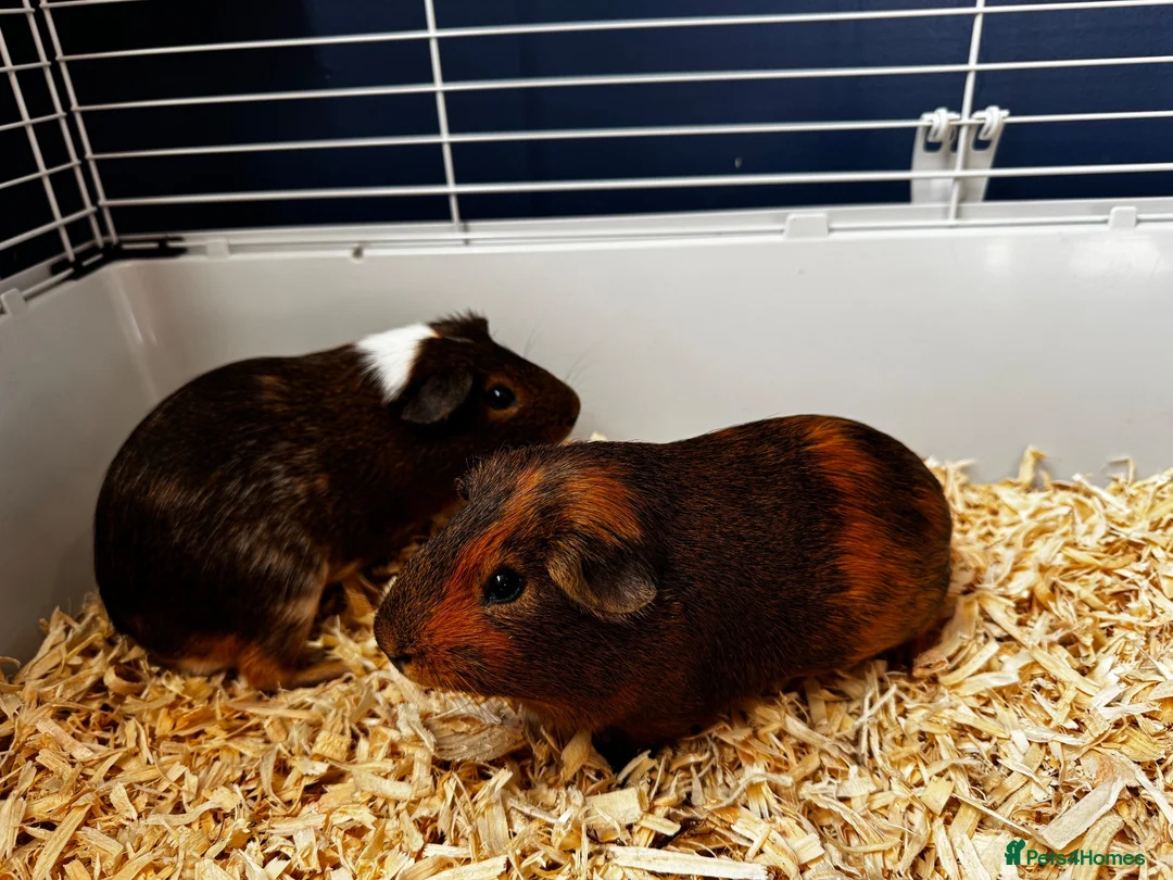 Guinea Pig rodents for sale: 2 Bonded Male Guinea Pigs + Full Setup & Extras in Oswestry - Advert 2