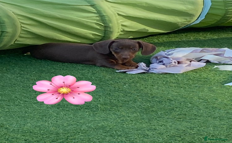 Miniature Dachshund dogs - Advert 1